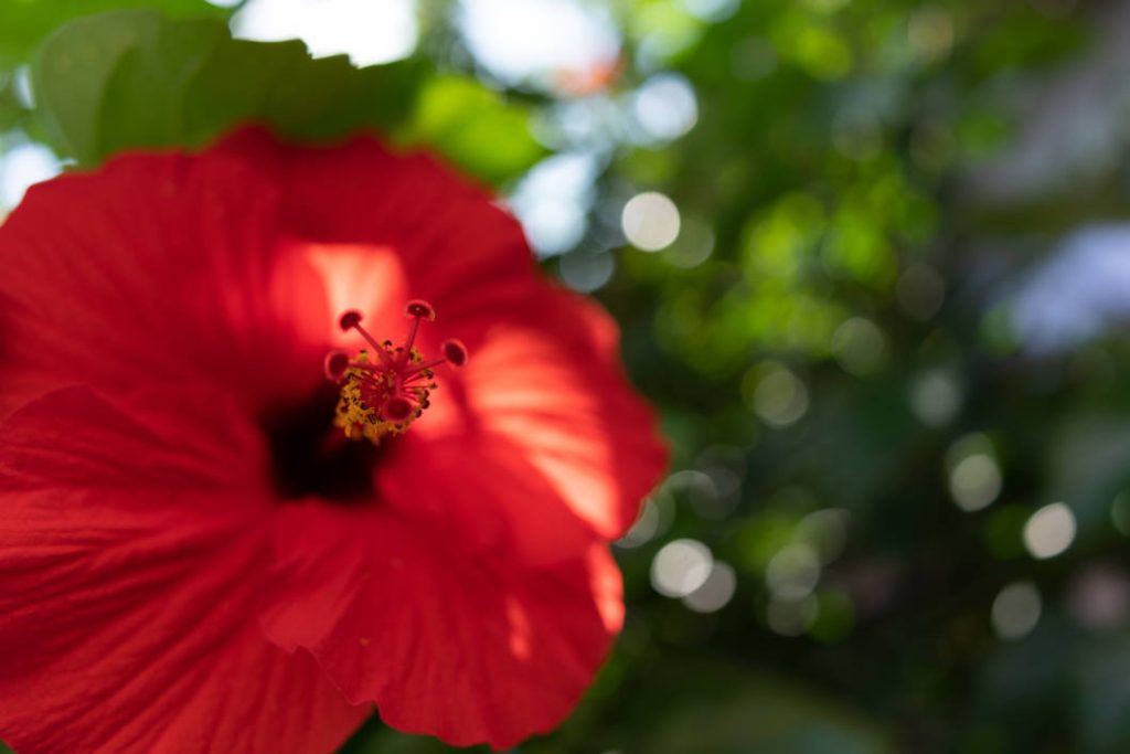 Tamron Obiektyw 24MM F/2.8 DI III OSD M1:2 Sony FE